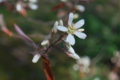 Amelanchier canadensis - muchovník kanadský - květ